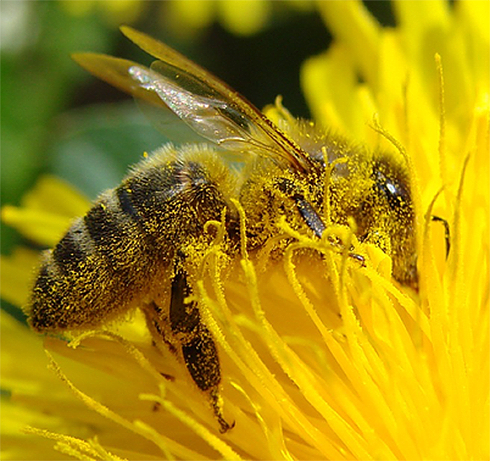 Φανταστείτε έναν κόσμο χωρίς μέλισσες