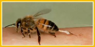 Το δηλητήριο της μέλισσας